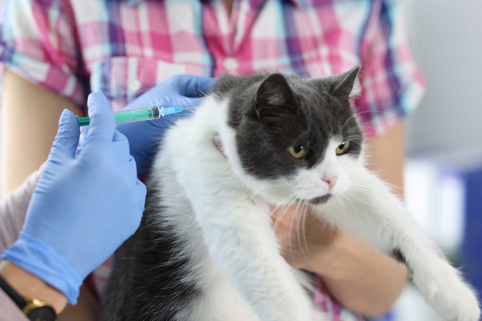The Truth About Feline Vaccinations: What You Should Know Before You Vaccinate Your Cat