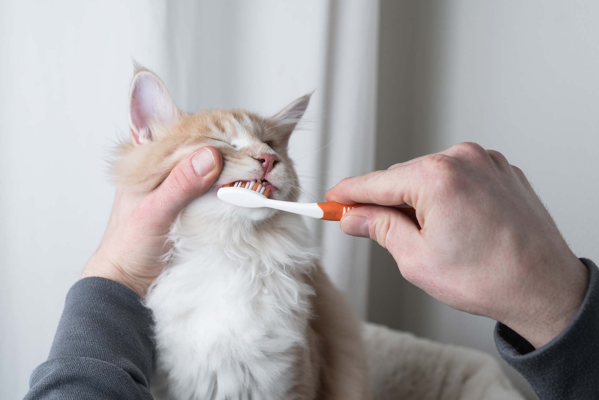 How To Brush Your Cat’s Teeth