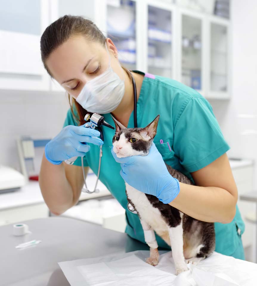 Don't Be a Scaredy-Cat - Apple Valley Vet Clinic
